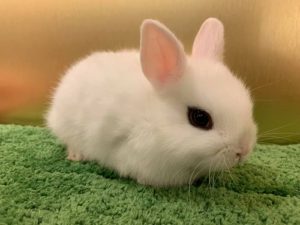 売約済み 神戸六甲道店 問い合わせno Rdr4ドワーフホト 大阪 和泉 枚方 神戸のうさぎ専門店rabbit Ruru