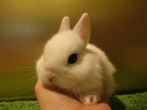 売約済み 神戸六甲道店 問い合わせno Rdr6ドワーフホト 大阪 和泉 枚方 神戸のうさぎ専門店rabbit Ruru