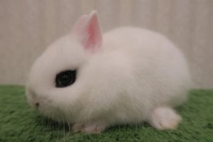 枚方店 問い合わせno Rdh19ドワーフホト 大阪 和泉 枚方 神戸のうさぎ専門店rabbit Ruru