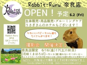 ラビットルル新店舗OPEN予定のお知らせ☆彡｜大阪（和泉・枚方）神戸