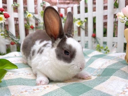 【売約済み】※枚方店※問い合わせNO.RMH86ミニレッキス|大阪(和泉・枚方)神戸、奈良のうさぎ専門店Rabbit-Ruru