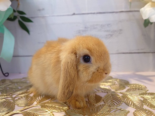 happy ちび姫ランド様 野うさぎベビーちゃん happy ちび姫ランド様 野