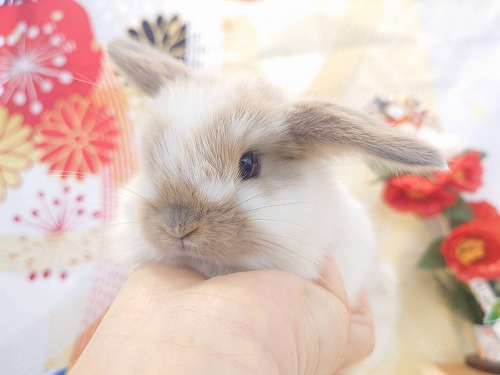 奈良学園前店】ホーランドベビーちゃんがデビューしました！｜大阪